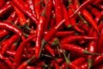 BYADGI CHILLI