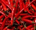 BYADGI CHILLI
