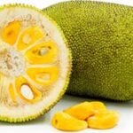 JACKFRUIT