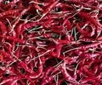 TEJA CHILLI