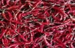 TEJA CHILLI