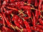 GUNTUR CHILLI
